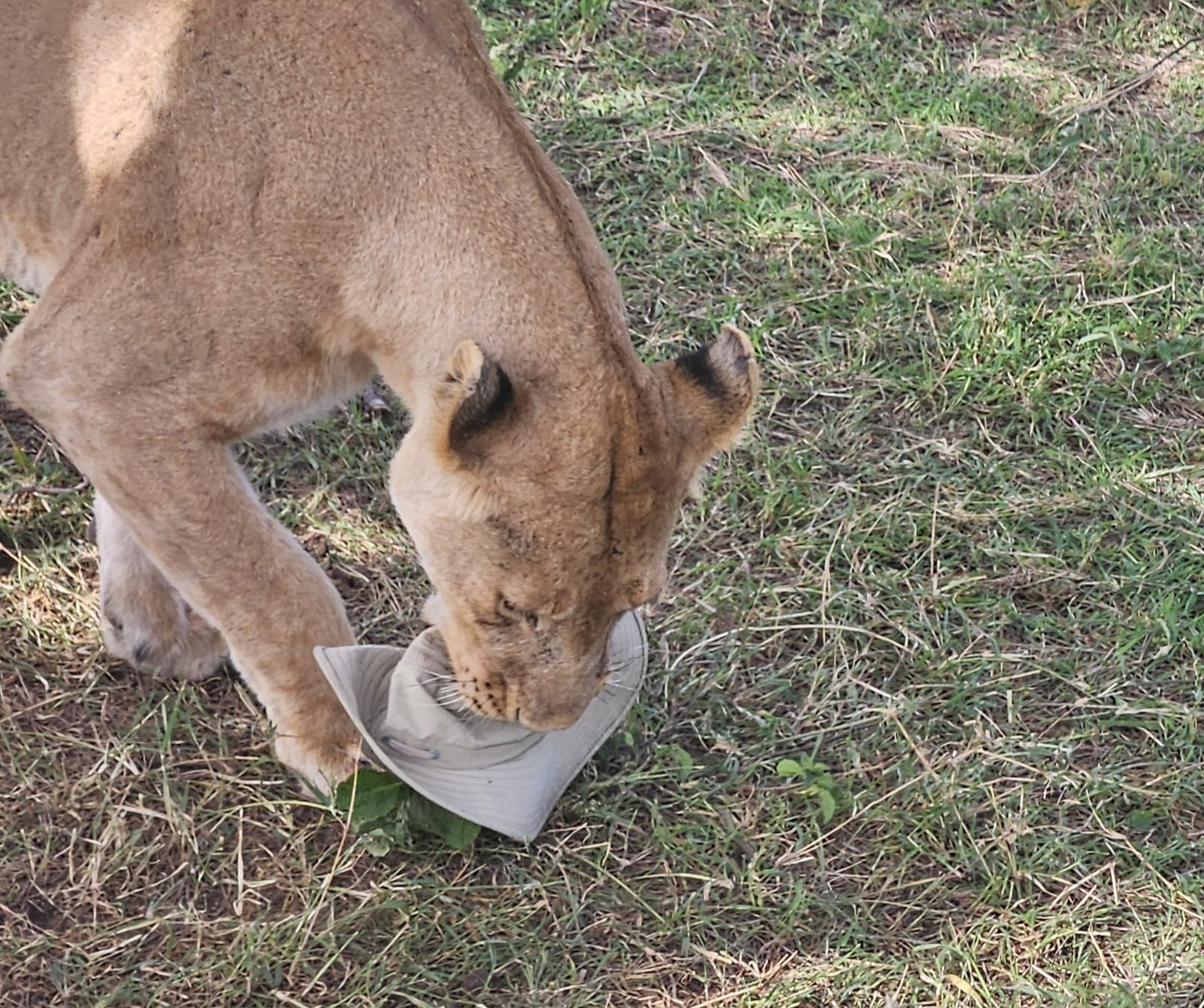 The Big Five: Complete Wildlife Guide