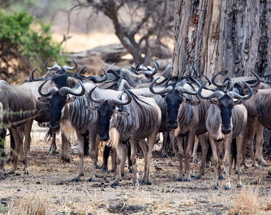 I Watched 2 Million Wildebeest Cross a Crocodile-Filled River. Here's What Nobody Tells You About the Great Migration.