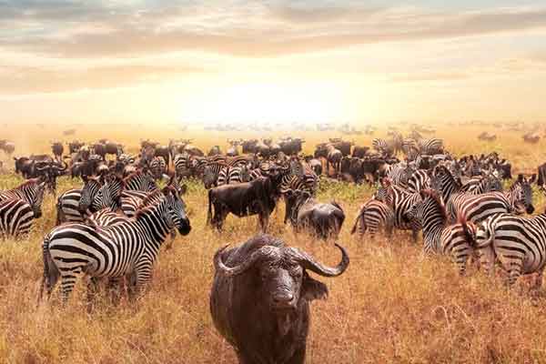 Serengeti National Park - Safari Destination