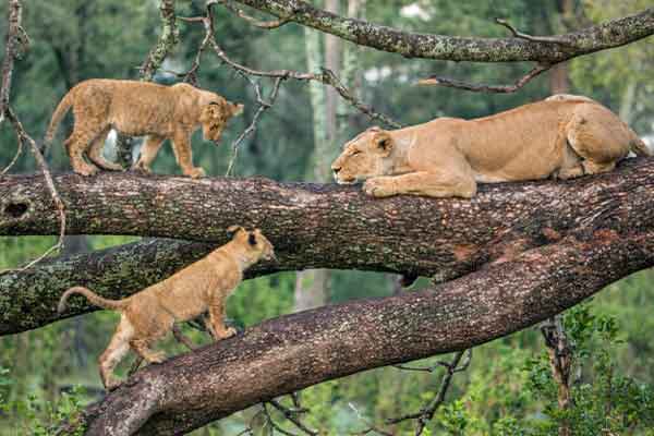 Lake Manyara Scenery