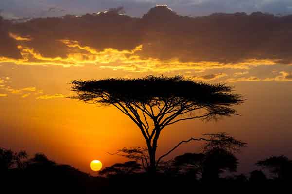 Serengeti Game Drive