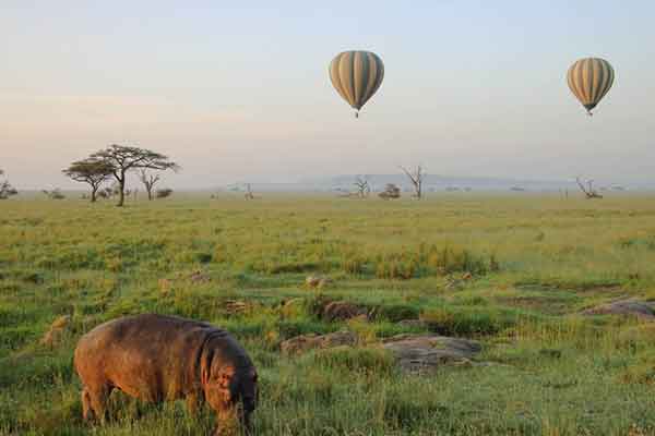Safari Vehicle Adventure