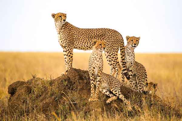 Lions of the Serengeti