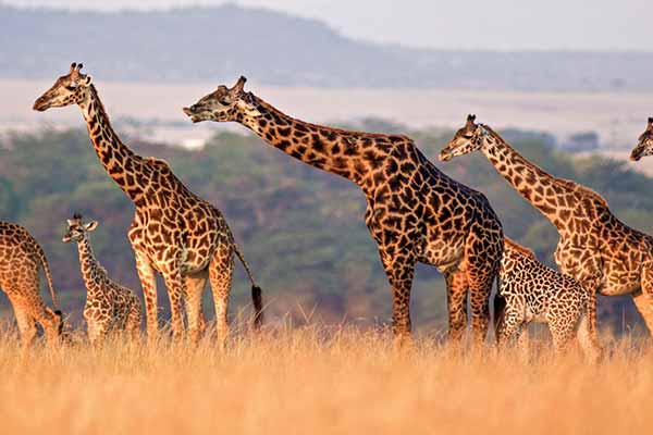 14 Days Ultimate Tanzania Experience