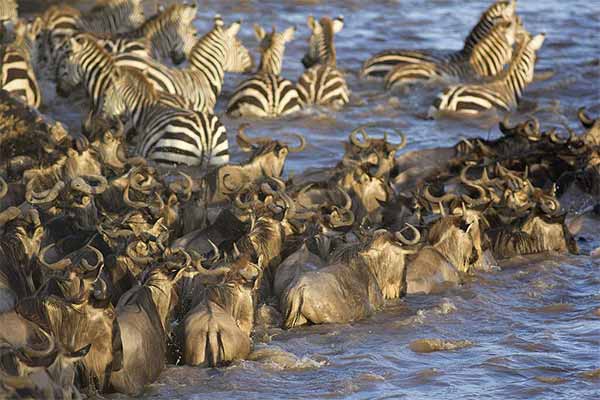 7 Days Great Migration Safari - Serengeti safari adventure with wildlife viewing