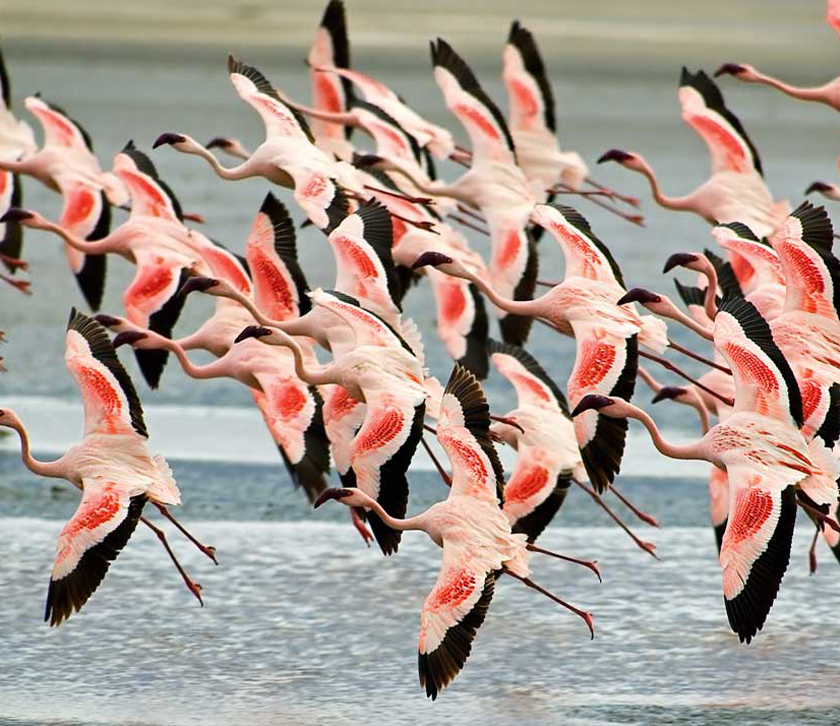 Lake Manyara National Park