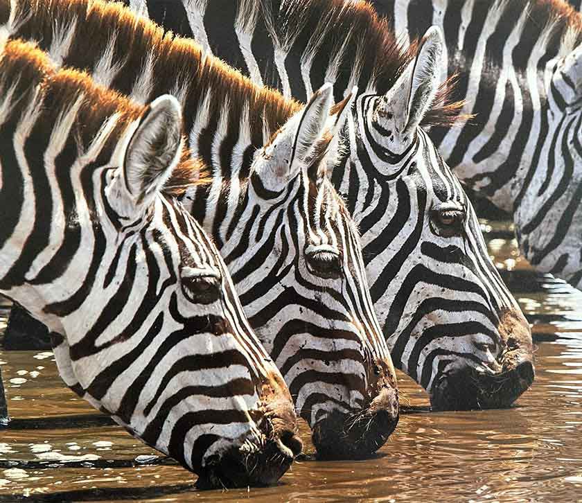 Osiram Safari Adventure